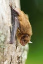 Little brown bat Pipistrellus pipistrellus