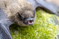 Brown Bat teeth and fangs, Georgia USA Royalty Free Stock Photo