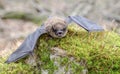 Brown Bat teeth and fangs, Georgia USA