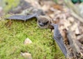 Brown Bat wings, Georgia USA Royalty Free Stock Photo