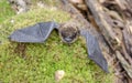 Brown Bat wings, Georgia USA Royalty Free Stock Photo