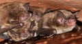 Little Brown Bats - Tight Spot Royalty Free Stock Photo