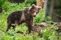 Little brown bear cub observing in forest in summer nature