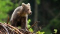 Little brown bear cub standing on sticks in summer forest Royalty Free Stock Photo