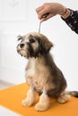 A little brown Bichon Lion look past the camera Royalty Free Stock Photo