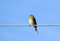 Little brown bird on cable in blue sky background