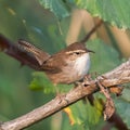Bewick\'s Wren, perched on a branch