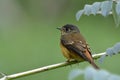 Little brown bird resting on thin branch in garden during his migratory trip passing through Thailand, ferruginous flycatcher Royalty Free Stock Photo