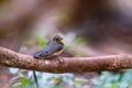 Little brown bird with yellow neck standing on curve branch
