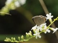 The Little Brown Butterfly Sucking Nectar Royalty Free Stock Photo