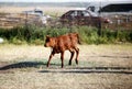 Little brown calf in the village Royalty Free Stock Photo
