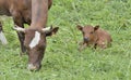 Little brown  calf lying in the grass next to a cow Royalty Free Stock Photo