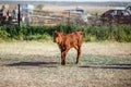 Little brown calf in the village Royalty Free Stock Photo