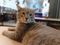 Little brown cet on the table with his round eyes Royalty Free Stock Photo