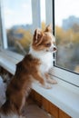 Little brown Chihuahua looks out the window on a Sunny day