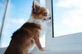 Little brown Chihuahua looks out the window on a Sunny day