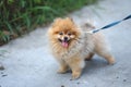Little brown color pomeranian dog with happy smile face sitting Royalty Free Stock Photo