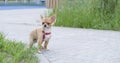 Little brown color pomeranian dog with happy Royalty Free Stock Photo