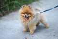 Little brown color pomeranian dog with happy smile face standing Royalty Free Stock Photo