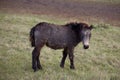 The little brown colt pony Royalty Free Stock Photo