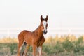 The little brown colt who two days old