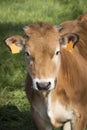 A little brown cow looking at the camera. Bos primigenius taurus Royalty Free Stock Photo