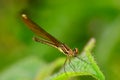 Little brown damselfly