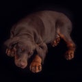 Little brown Doberman puppy sleeping sweetly on a black background,