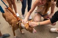 Little brown dog with `adopt me` leash getting pet