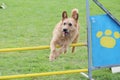 The little brown dog jumps the obstacles of agility contest