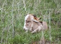 Little brown donkey baby lying in the grass