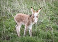 Little brown donkey baby staying in the grass