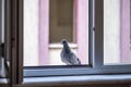 Little brown dove sitting looking inward from window