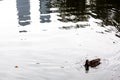 Little brown duck in a lake in Central Park, New York City Royalty Free Stock Photo