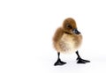 Little brown duckling on a white background, khaki Campbell Royalty Free Stock Photo