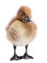 Little brown duckling on a white background, khaki Campbell Royalty Free Stock Photo