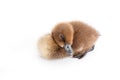 Little brown duckling on a white background, khaki Campbell Royalty Free Stock Photo