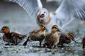 Little ducklings run away from a big seagull Royalty Free Stock Photo