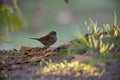 Little brown dunnock perching on ground