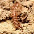 Little common flat-backed millipede Royalty Free Stock Photo
