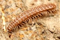 Little common flat-backed millipede Royalty Free Stock Photo