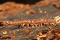 Little common flat-backed millipede Royalty Free Stock Photo