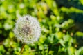 A little brown fly on a white fluffy dandelion flower with water drops after rain in the garden in summer on a blurred Royalty Free Stock Photo