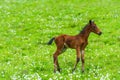Little brown foal on a background of green succulent meadow Royalty Free Stock Photo