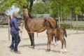 A little brown foal,horse standing next to the mother. Two women hold the horses, during the day with a countryside Royalty Free Stock Photo