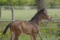 A little brown foal, mare foal standing in full body, during the day with a countryside landscape Royalty Free Stock Photo