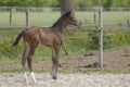 A little brown foal, mare foal standing in full body, during the day with a countryside landscape