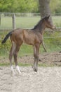 A little brown foal, mare foal standing in full body, during the day with a countryside landscape