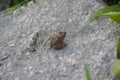 little brown frog cubs hunting for their food