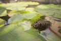 Little brown frog toad on a water lily leaf in a pond. Royalty Free Stock Photo